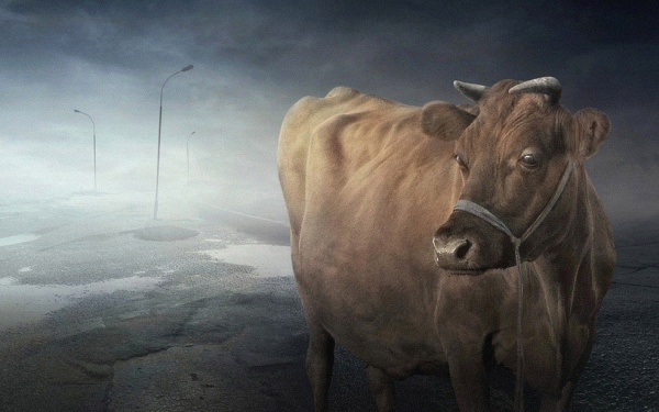 . : "About The Lonely Cow II". : Edvaldas Ivanauskas. : http://www.photosight.ru/photos/2157775/