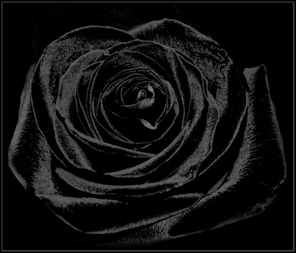 Иллюстрация. Название: «Роза чёрная...». Автор: Sizova Olga. Источник: http://www.photosight.ru/photos/2986522/
