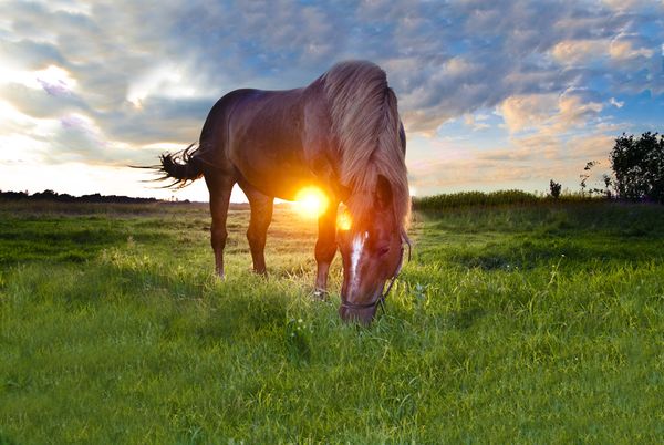 Иллюстрация. Название: «Лошадь». Автор: Ванчиков Михаил. Источник: http://www.photosight.ru/photos/3337508/