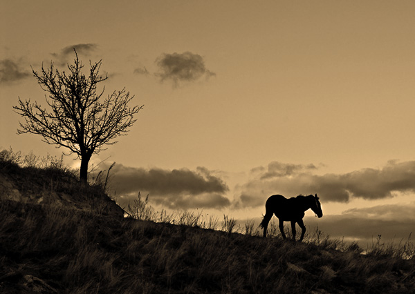 Иллюстрация. Название: «Лошадь уходит в небо». Автор:  Bosty. Источник: http://www.photosight.ru/photos/1903855/